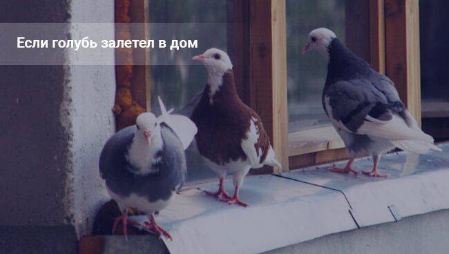 Народные приметы и суеверия про голубей