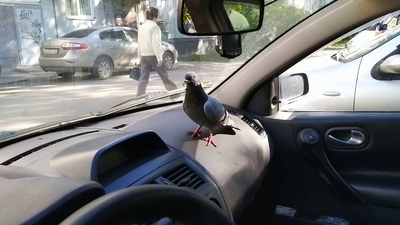 Приметы про голубей: к чему прилетает, нагадил на голову, сбить на машине